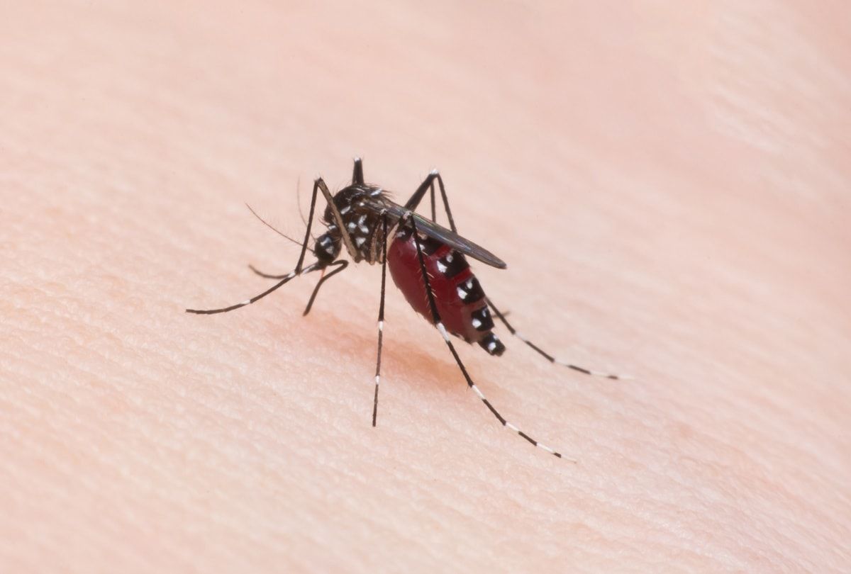 Dengue: aprende a reconocer los síntomas de esta peligrosa infección