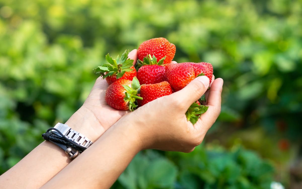 Las 7 razones por las que deberías comer fresas
