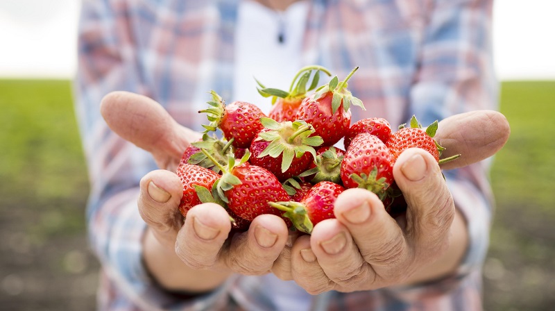 fresas en manos