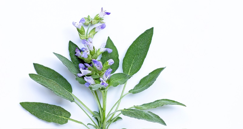 salvia